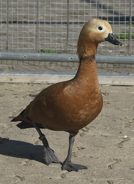 她们将面对